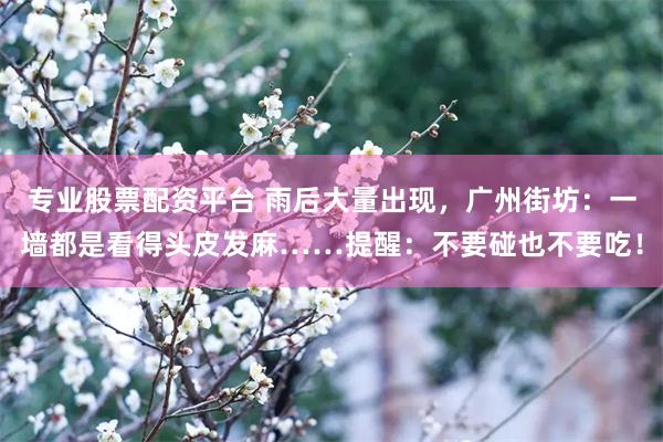 专业股票配资平台 雨后大量出现，广州街坊：一墙都是看得头皮发麻……提醒：不要碰也不要吃！