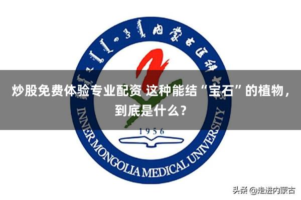 炒股免费体验专业配资 这种能结“宝石”的植物，到底是什么？