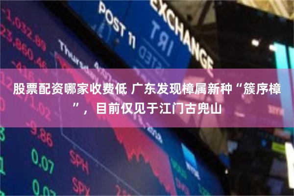 股票配资哪家收费低 广东发现樟属新种“簇序樟”，目前仅见于江门古兜山